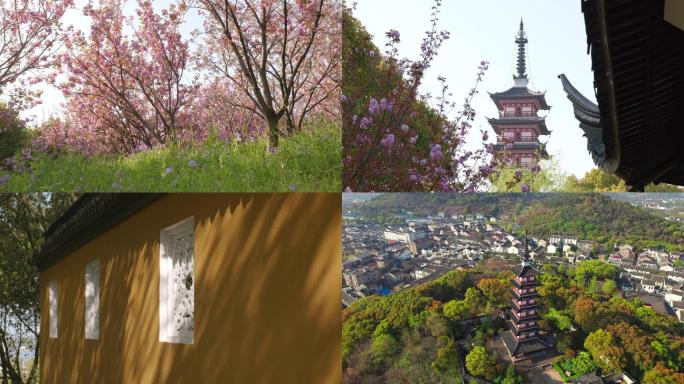 4k 苏州铜观音寺春日晚樱二月兰