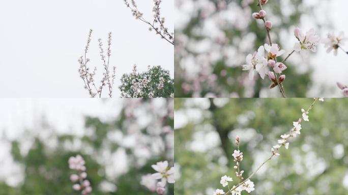 春天颐和园盛开桃花
