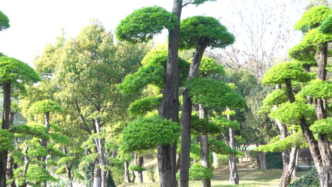 对节白蜡景观园林树