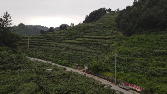 猕猴桃种植基地田贵州修文