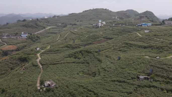 猕猴桃种植基地田贵州修文