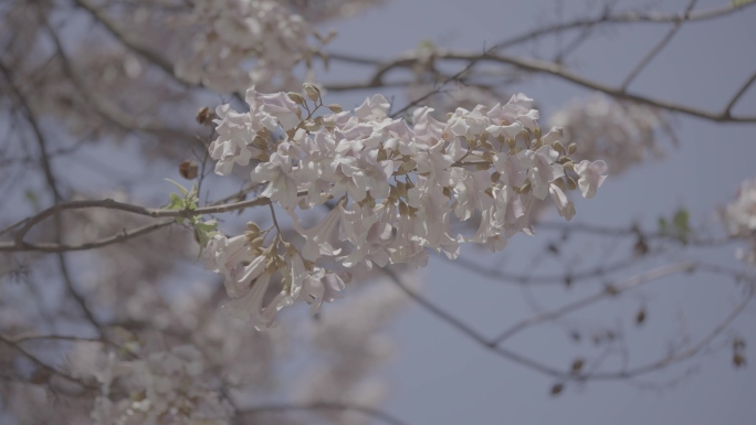 梧桐树开花+未调色