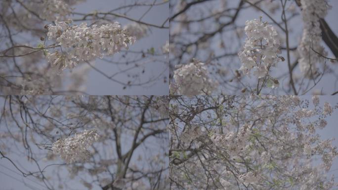 梧桐树开花+未调色