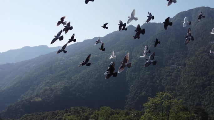 鸽子飞行素材