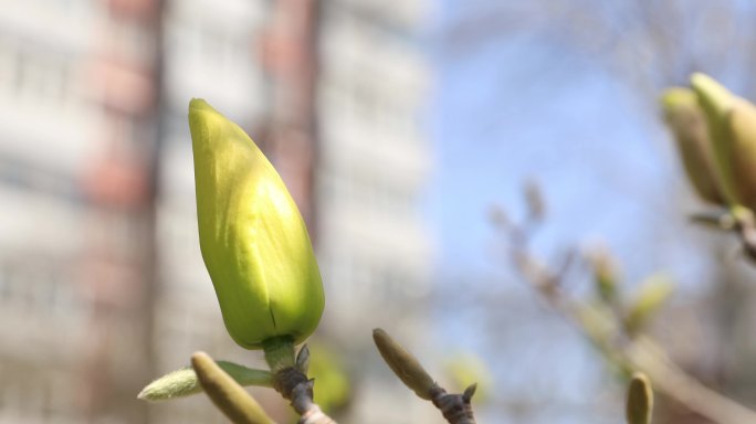 桃花梨花玉兰海棠迎春花春暖花开