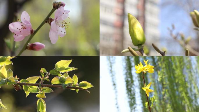 桃花梨花玉兰海棠迎春花春暖花开