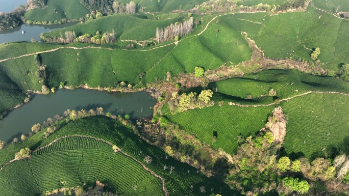 4K河南信阳南湾湖茶山风光航拍