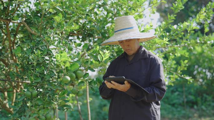 农民在农田里使用平板电脑