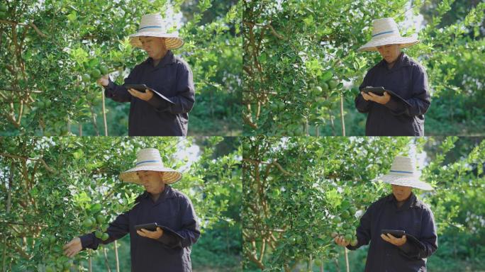 农民在农田里使用平板电脑