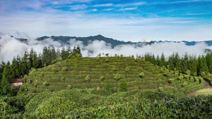 茶园风光自然生态云雾流动