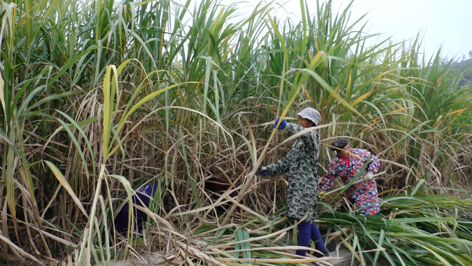 甘蔗种植 收割甘蔗 榨红糖 江西手工红糖