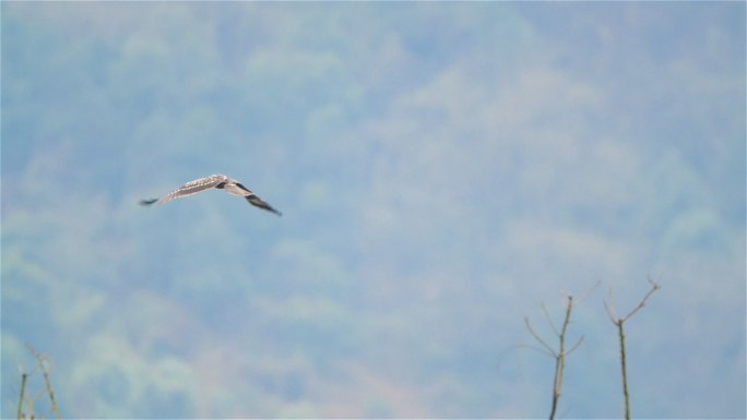 鹰飞过山间