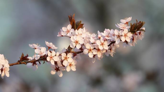 樱花美丽灿烂花瓣迷人飘香