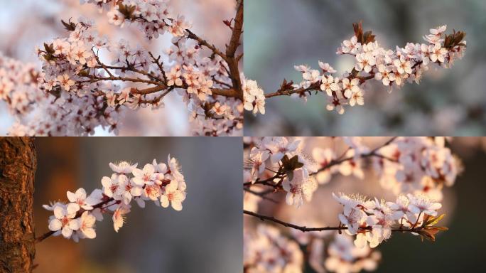 樱花美丽灿烂花瓣迷人飘香