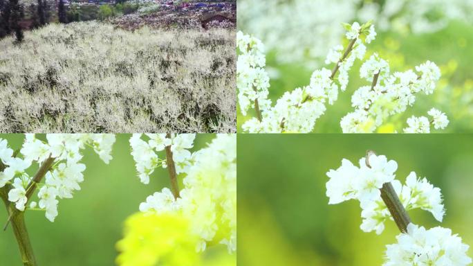 李花怒放李花开春天春景花海踏春