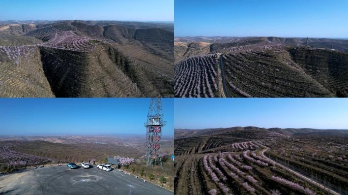 宁夏固原彭阳山花黄土高原绽放