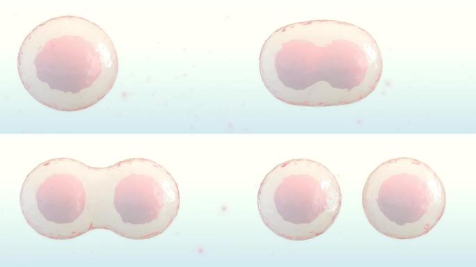 细胞分裂或克隆细胞动画