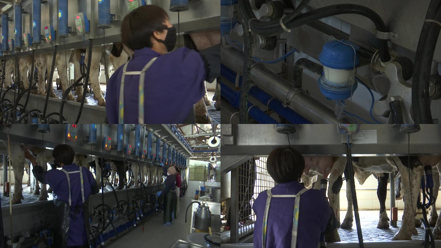奶牛场员工擦拭清理奶牛用机器吸奶