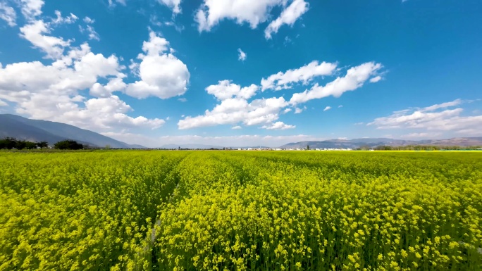 油菜花延时