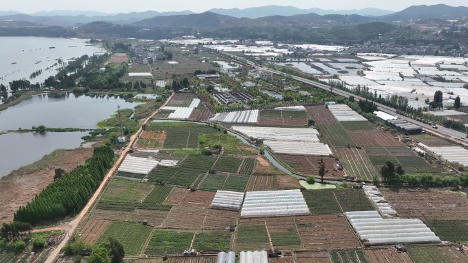 环湖南路昆阳段临滇池一侧大棚拆除