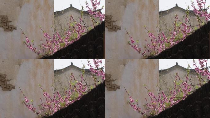 6K一枝桃花伸进粉壁墙头