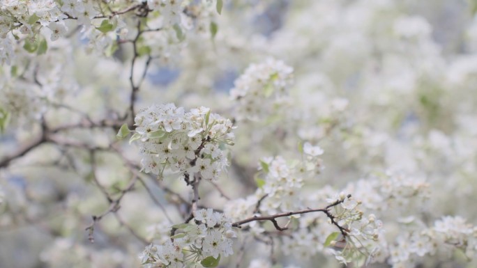 春天里的梨花树