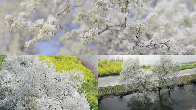 春天里的梨花树