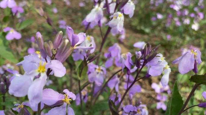 春天 野花 外景 公园 遍地花朵 紫花