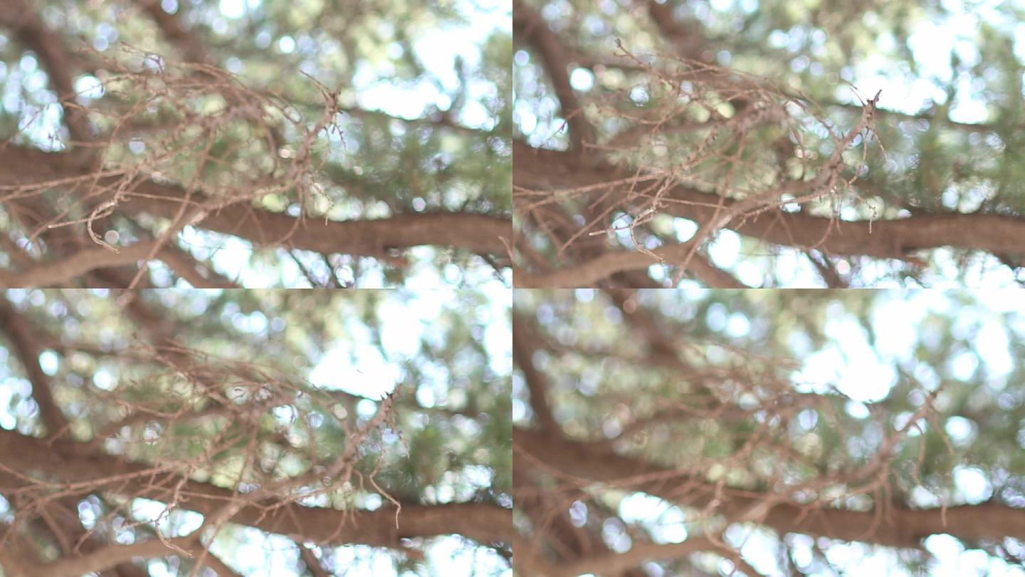 松树视频素材