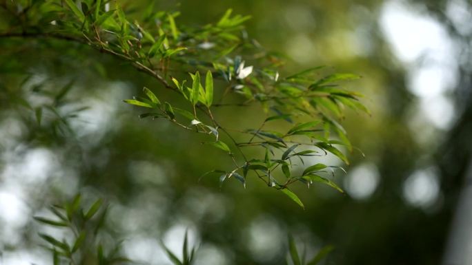 挖“黄泥拱”寻找春天的味道，挖竹笋