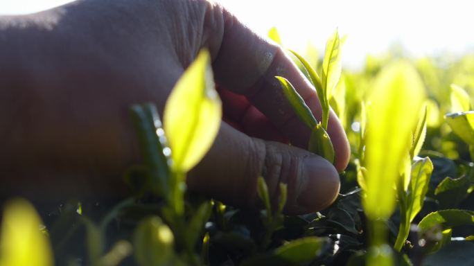 采茶人的双手抚摸茶叶嫩芽