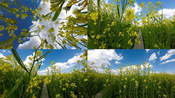 油菜花慢动作合集