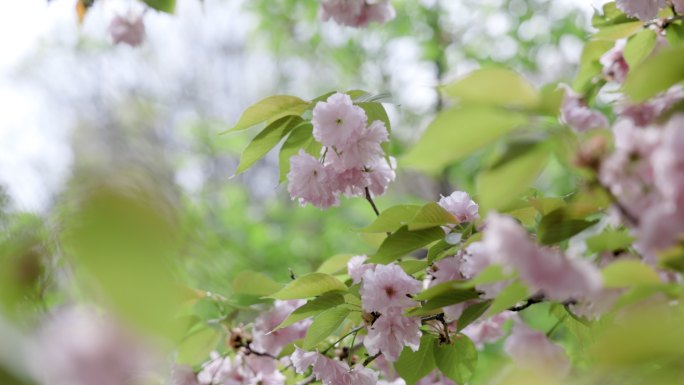 4K春光明媚樱花自然风光合集