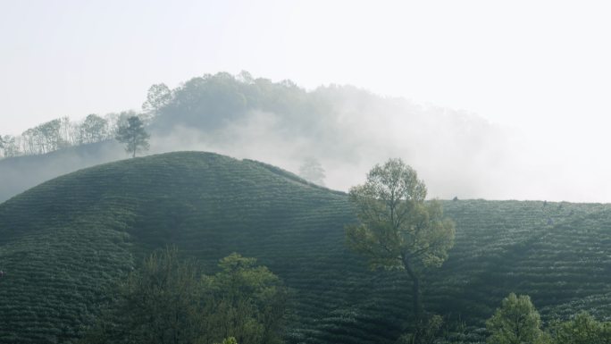 4K云雾中的河南信阳毛尖茶山自然风光