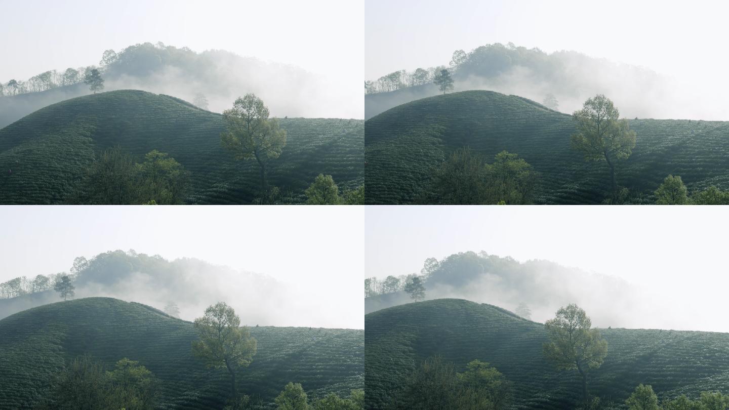 4K云雾中的河南信阳毛尖茶山自然风光
