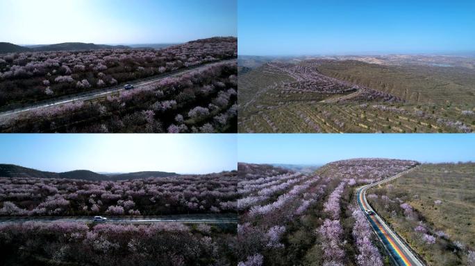 宁夏固原彭阳山花黄土高原绽放