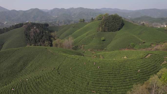 信阳毛尖茶山