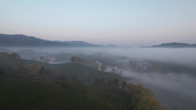 信阳茶山