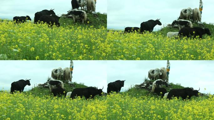 青海 门源 油菜花 蜜蜂