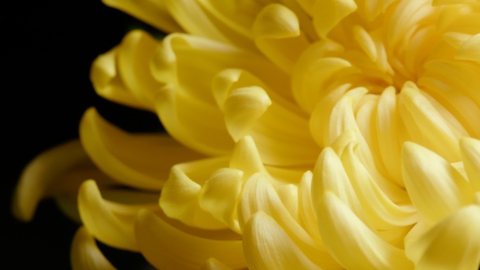 黄色菊花微距特写