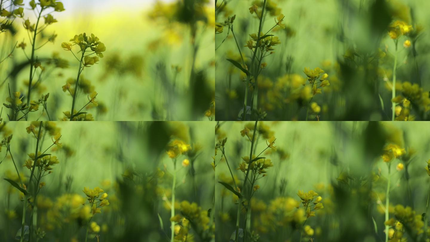 青海 门源 油菜花 蜜蜂 7