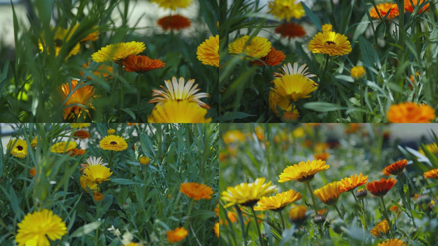 金盏花 春花 花卉