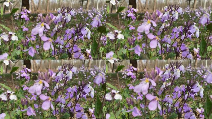 春天 野花 外景 公园 遍地花朵 紫花