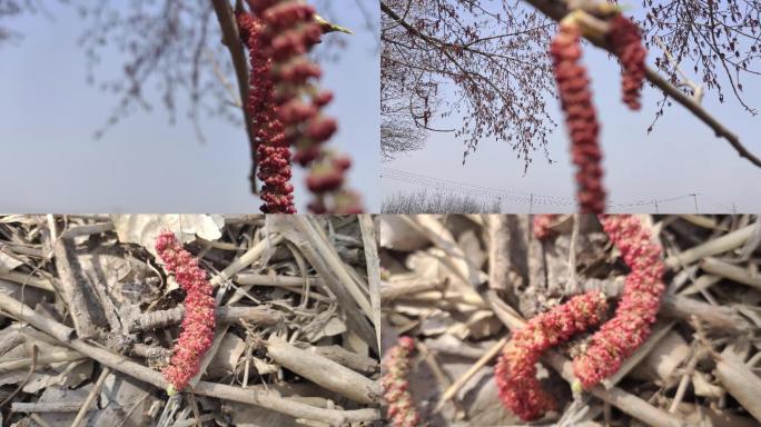 春天 杨树 花序 红色 毛虫虫