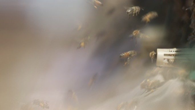 蜜蜂 蜂农 蜂箱 升格 慢动作