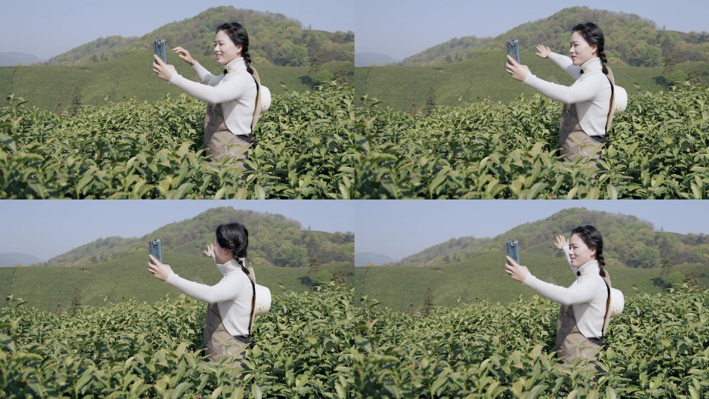 4k一位女性在茶山直播美丽风景 3840x2160 高清视频素材下载 编号 实拍视频 Vj师网www Vjshi Com