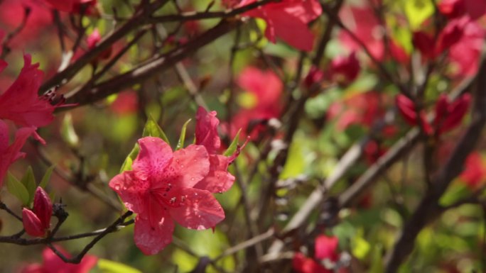 杜鹃花 花开 春天 温暖 映山红