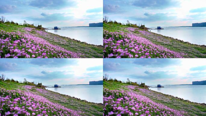 山坡开满鲜花