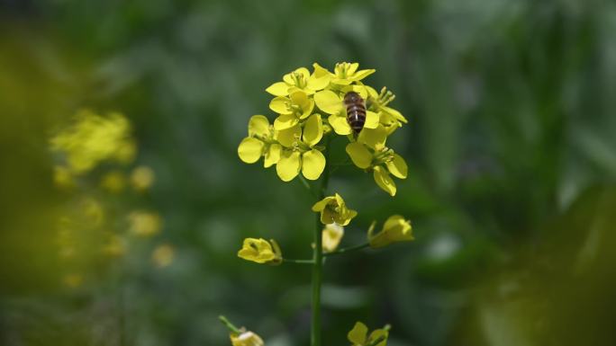 油菜 油菜花 蜜蜂 蜜蜂采蜜