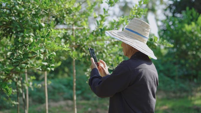 农民在农田里使用手机拍照